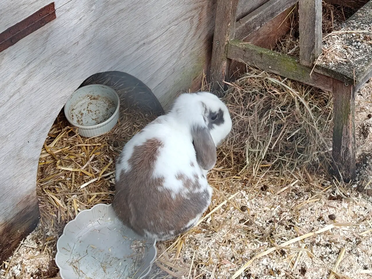 Billede 6 - Dværgkanin-par søger trygt og blivende hjem