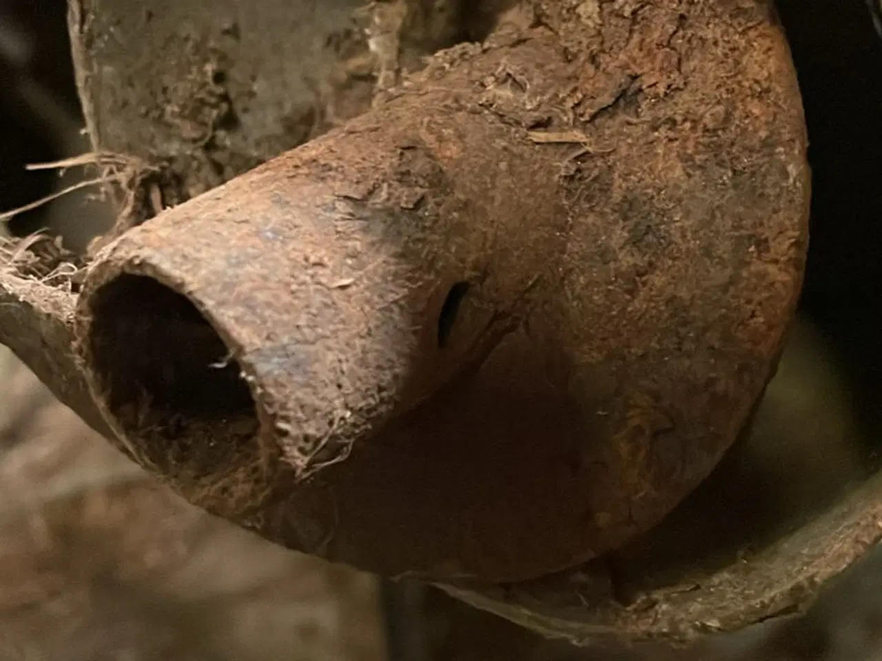 Billede 2 - Korn snegl 