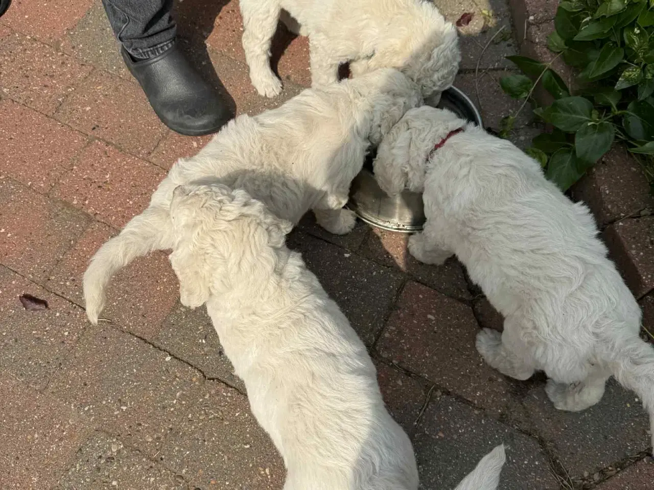 Billede 11 -  Goldendoodle 2. generation 