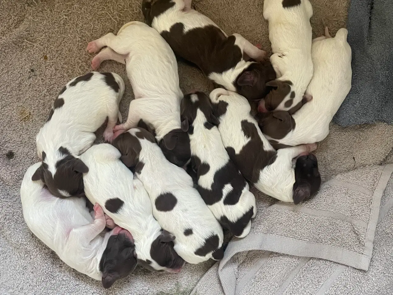 Billede 2 - Ft Engelsk Springer Spaniel hvalpe, drenge & piger