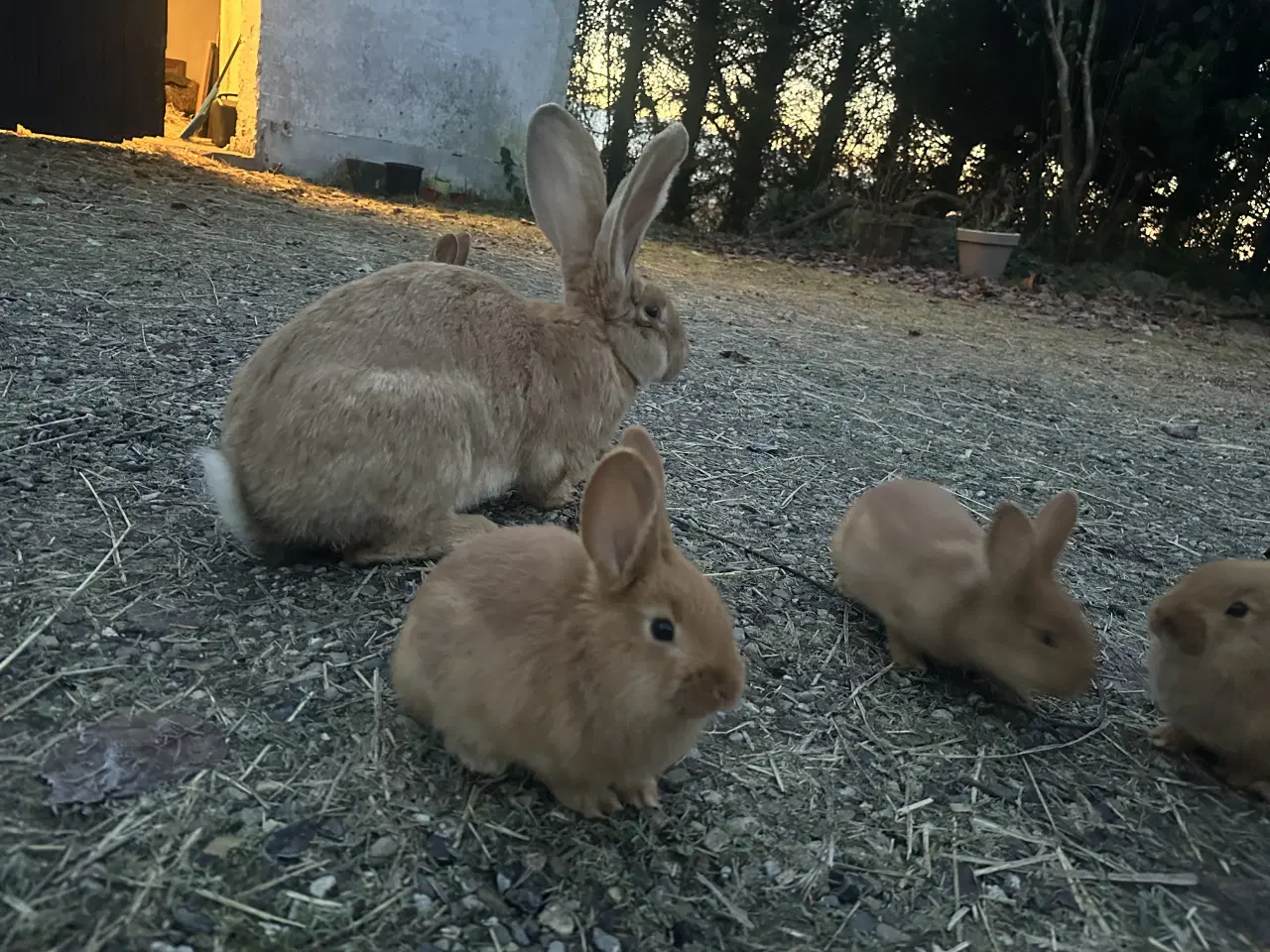 Billede 3 - Kaniner gratis 
