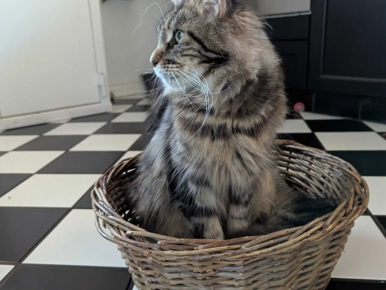 Billede 6 - Maine coon killinger med stambøger 