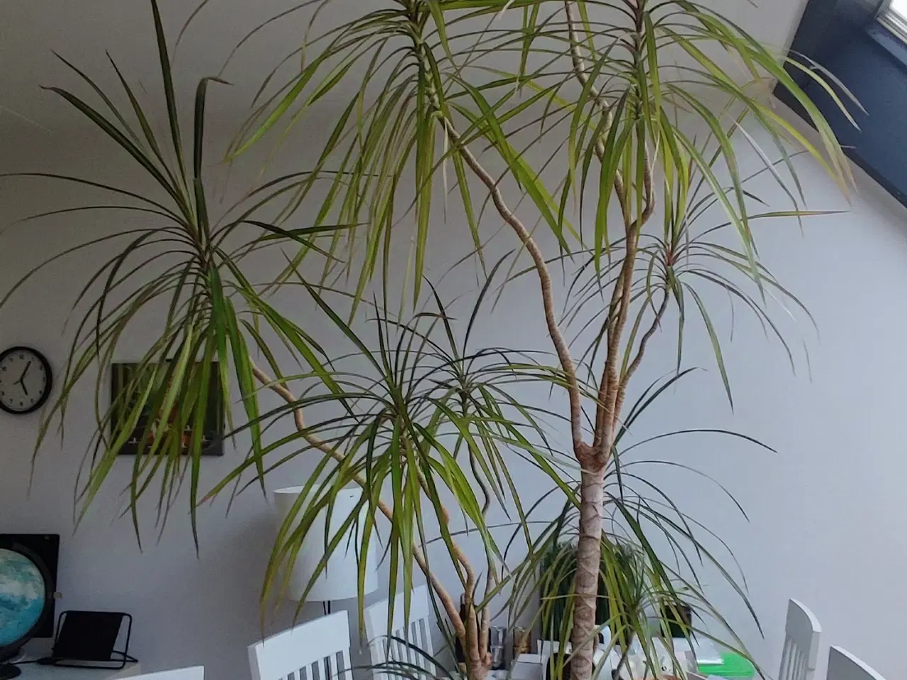 Billede 4 - Dracaena, Stueplante