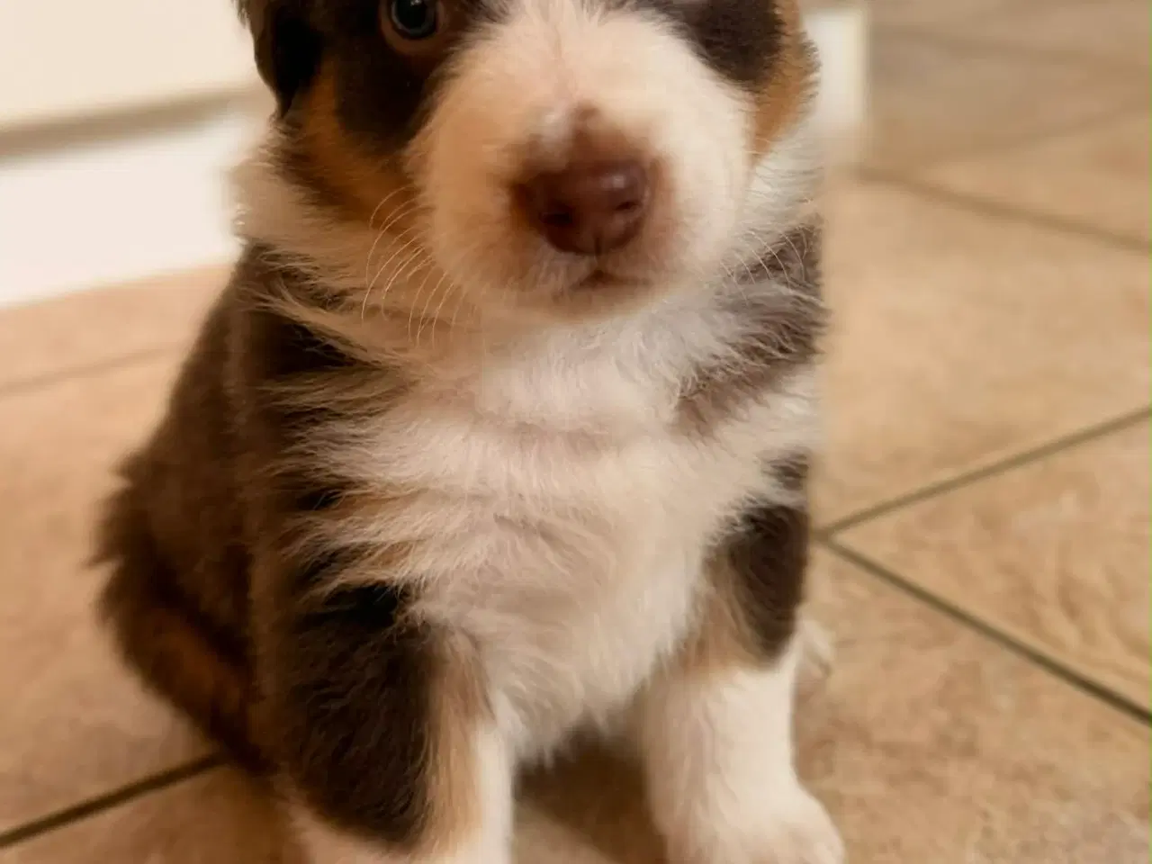 Billede 5 - Australsk hyrdehund hvalpe