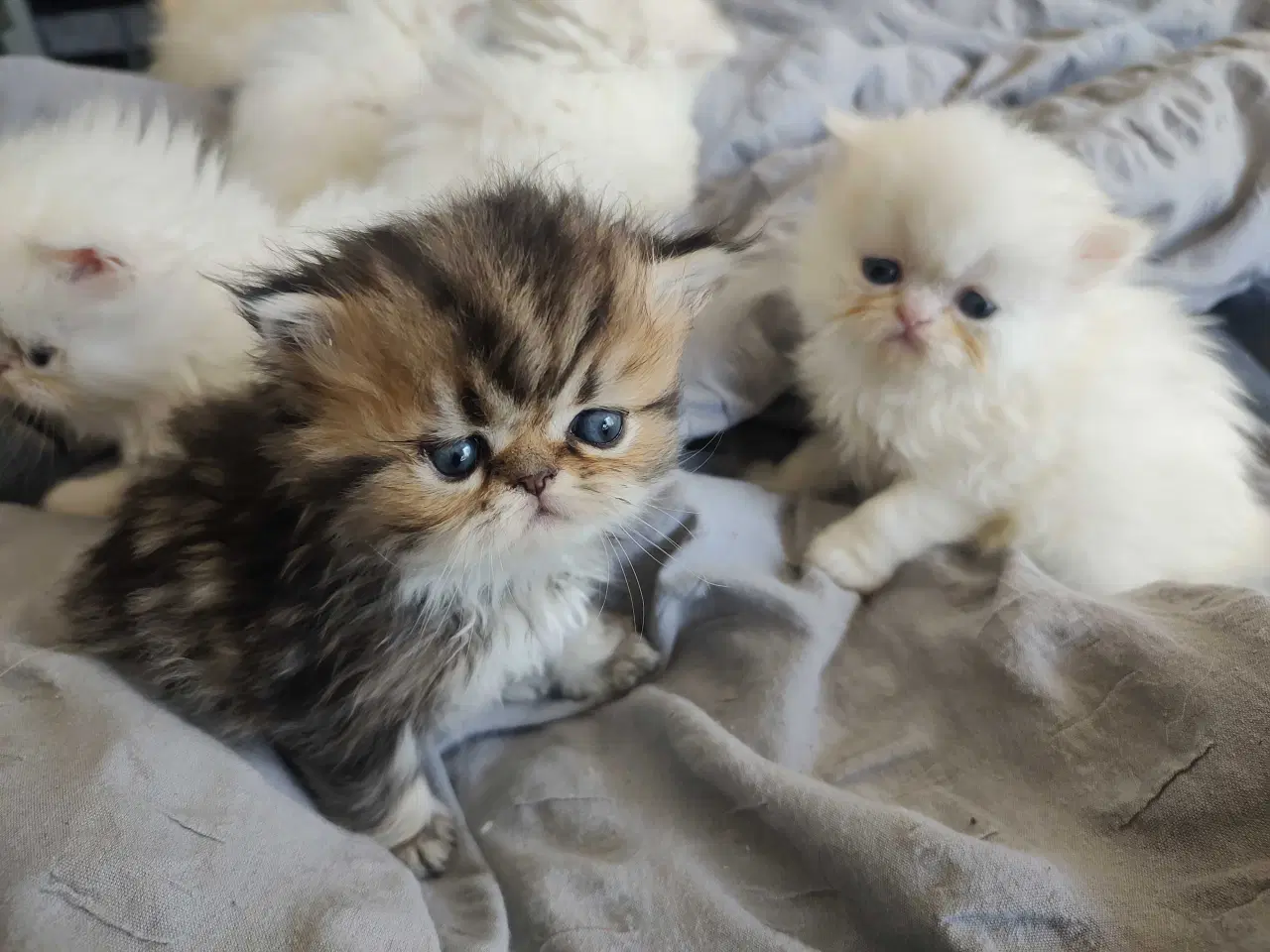 Billede 14 - Perser killinger 