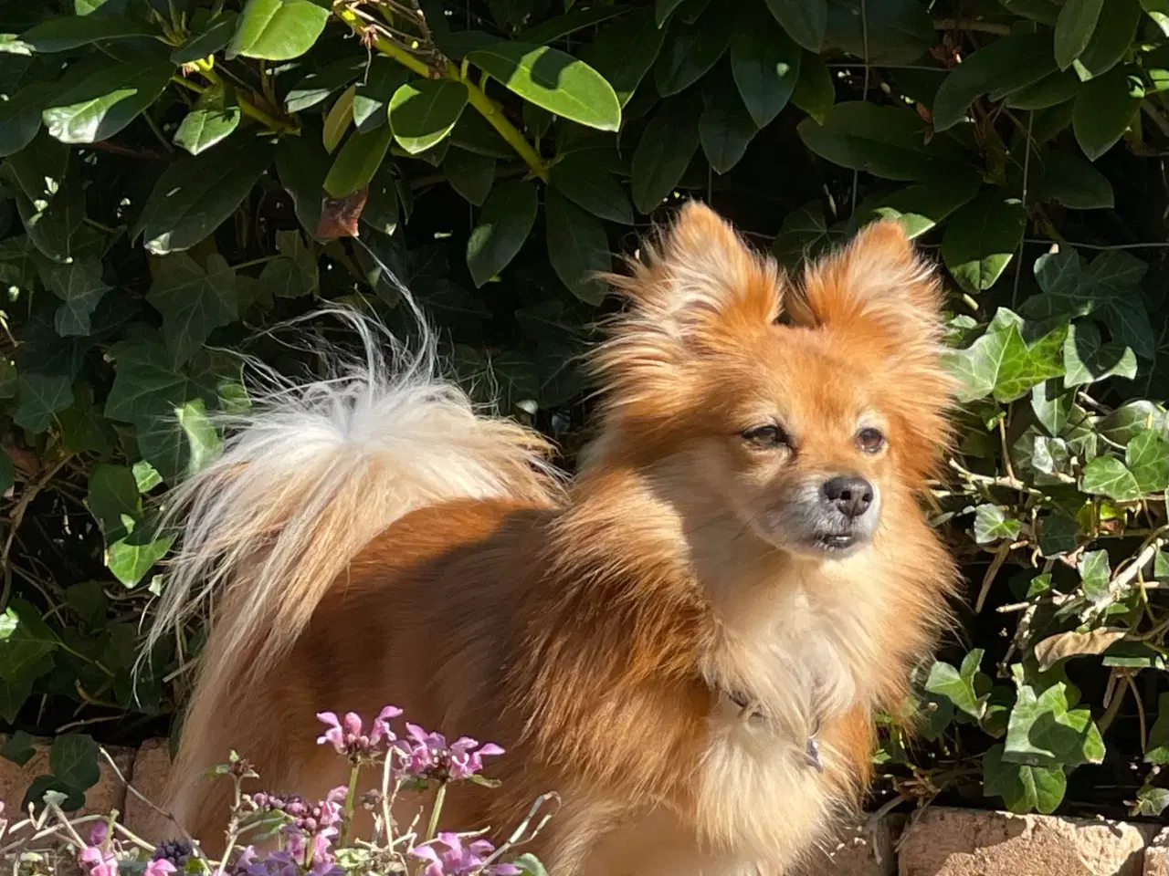 Billede 13 - Pomeranian bl.