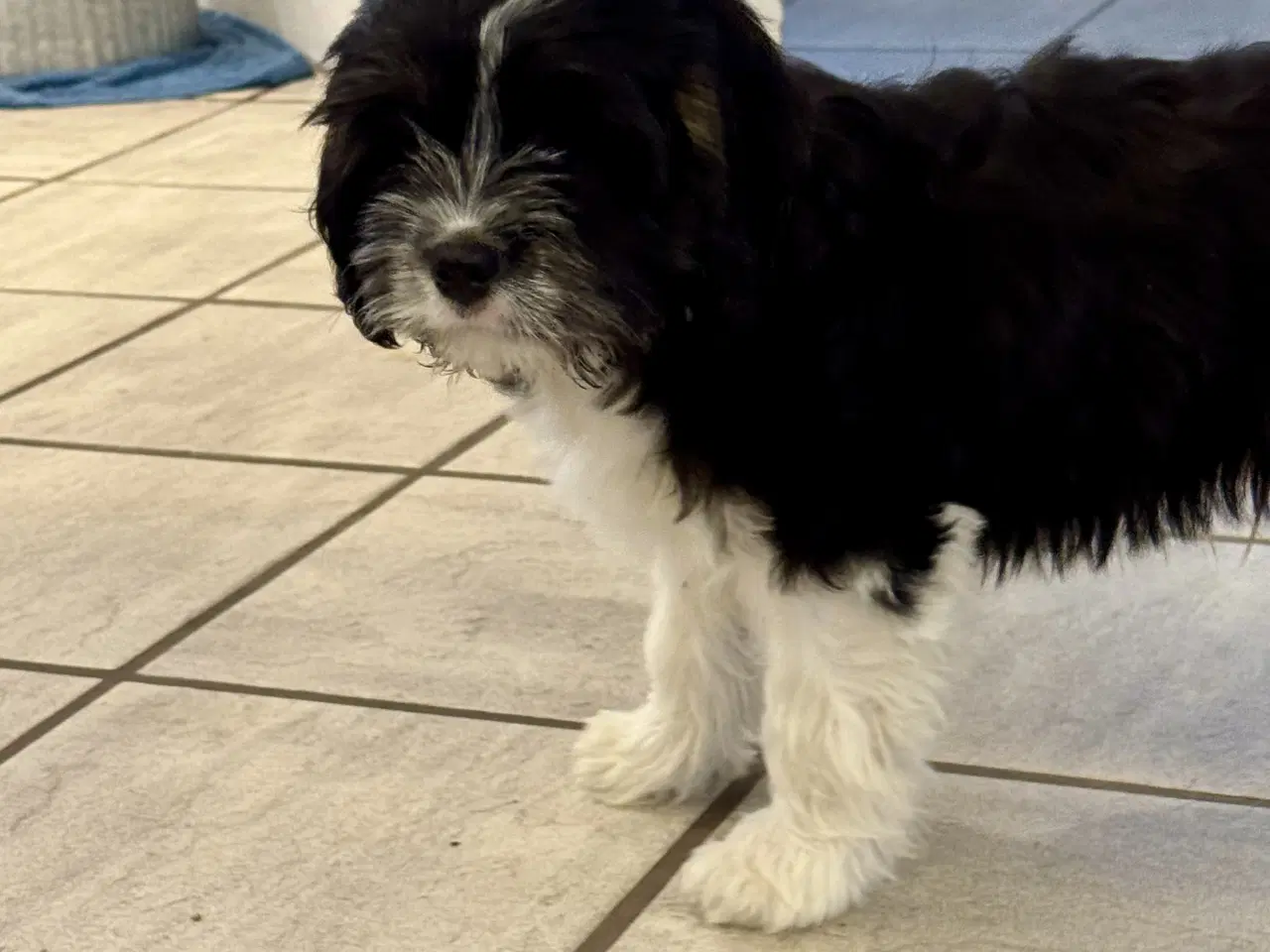 Billede 2 - Cavapoo Mix