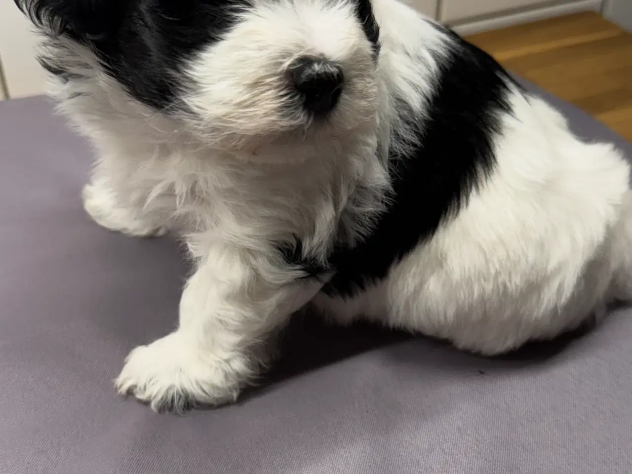 Billede 2 - Bichon Havanais hvalpe 