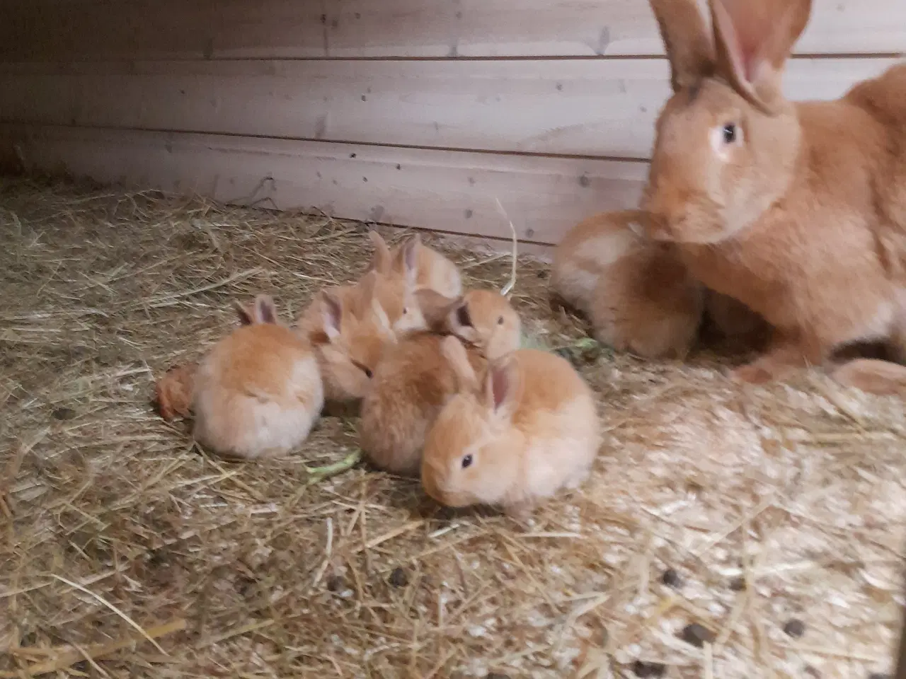 Billede 2 - Røde belgiske kæmper unger.