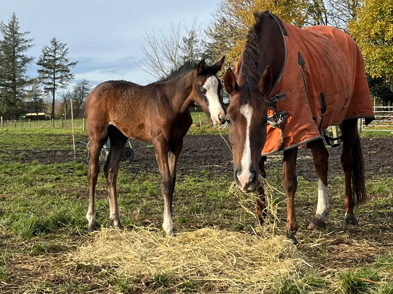 Billede 1 - Føl sælges 
