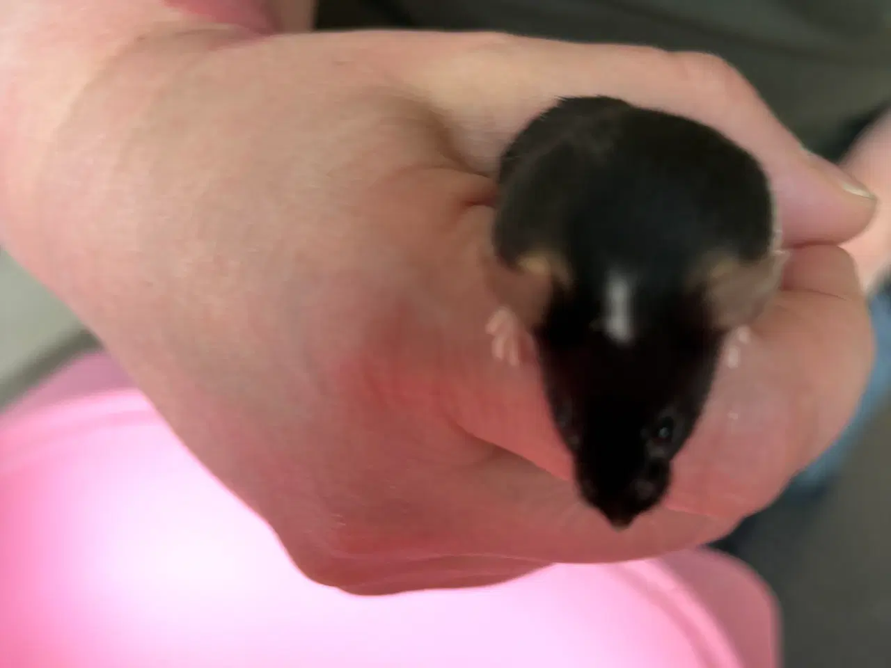 Billede 5 - Flerfarvede/plettede mus