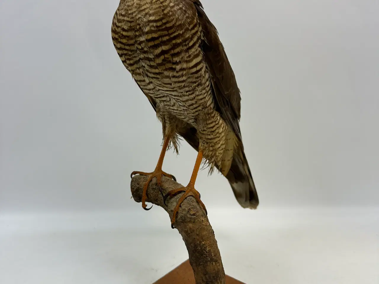 Billede 4 - Udstoppet Spurvehøg