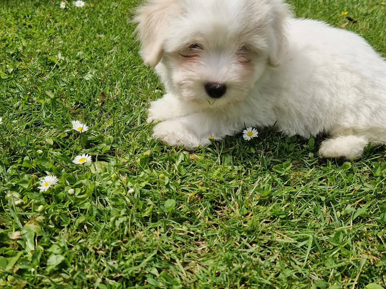 Billede 2 - Coton de tulear