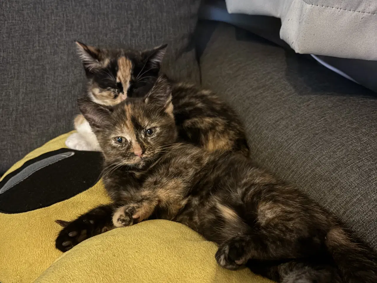 Billede 1 - To smukke hunkatte søger et kærligt hjem 