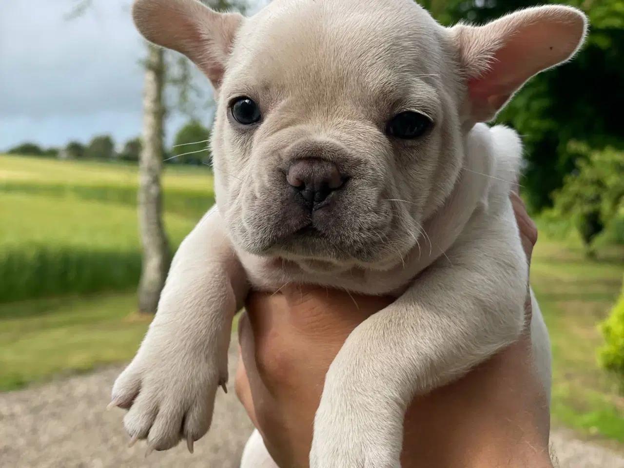 Billede 10 - Franske bulldog hvalpe