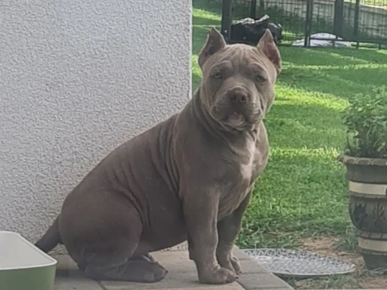 Billede 4 - American Bully pocket 