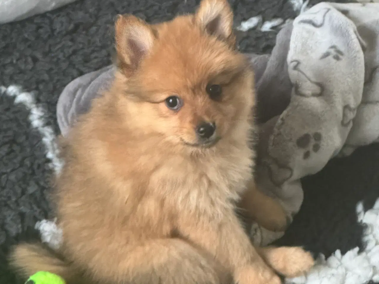 Billede 10 - Volpino Italiano hvalpe