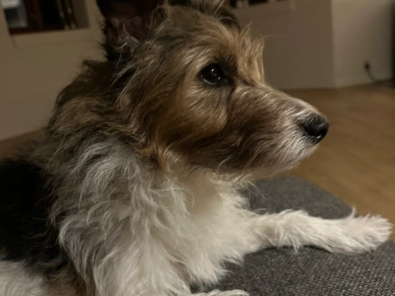 Billede 2 - Dansk/svensk-foxterrier blandingshvalpe