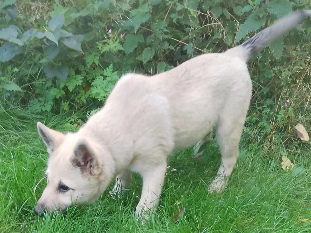 Billede 8 - Husky blandinger 