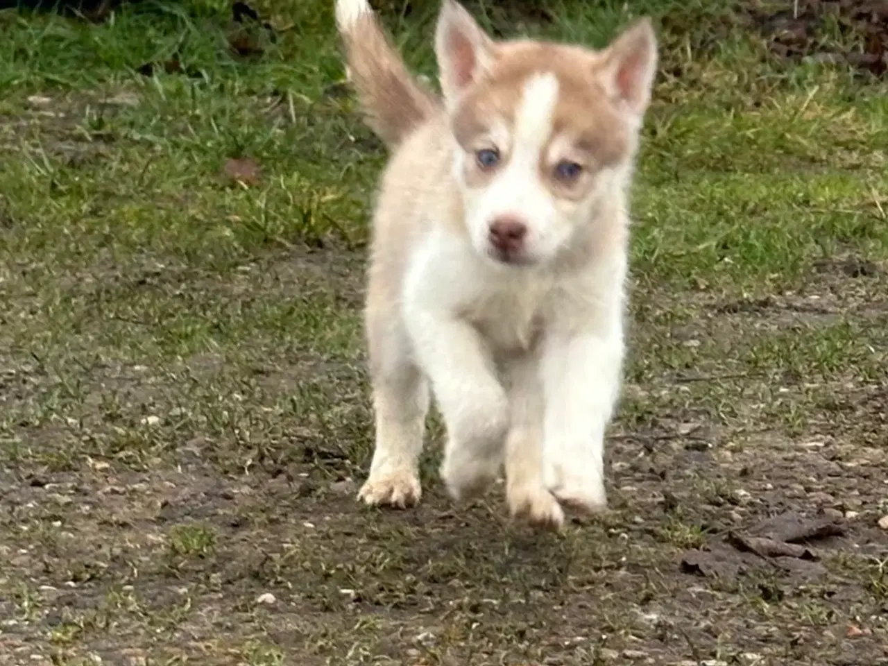 Billede 9 - Lækre husky hvalpe 6 uger