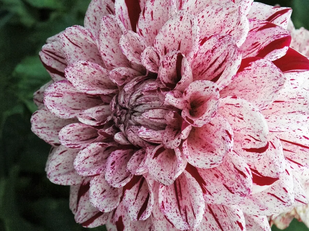 Billede 3 - Forspirede Dahlia