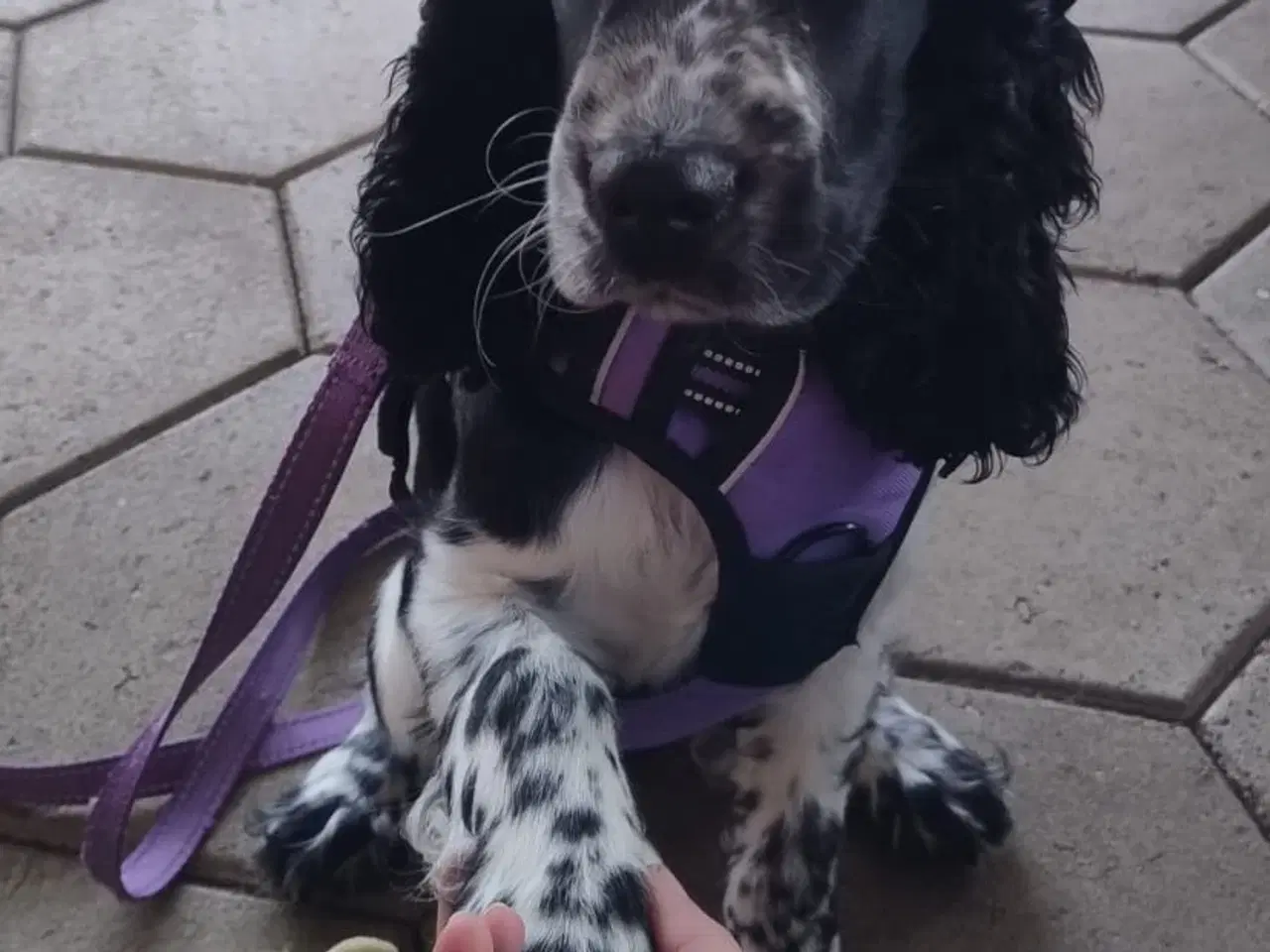 Billede 4 - Engelsk cocker spaniel hvalpe