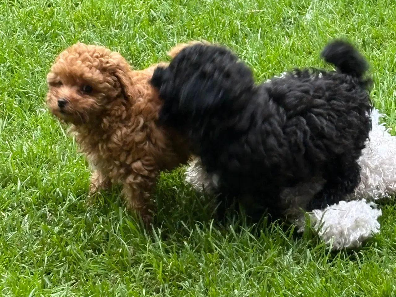 Billede 1 - De dejligste små maltipoo hvalpe