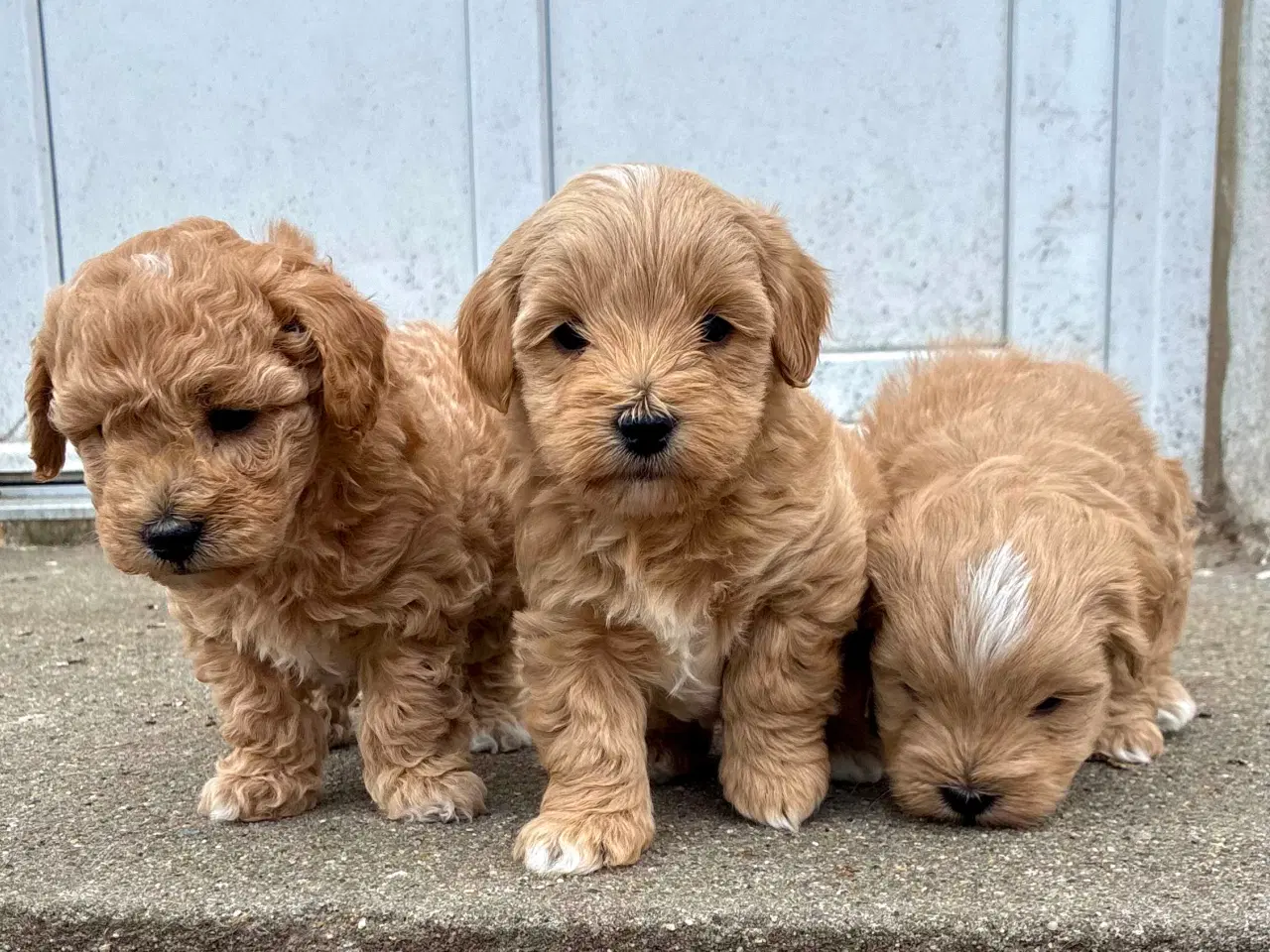 Billede 1 - doodle / cotonpoo / pooton  hvalpe  