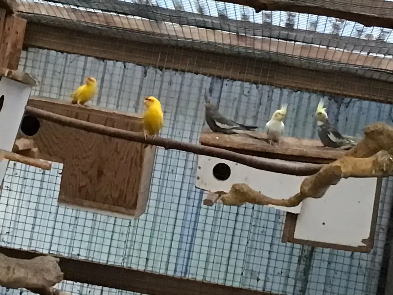 Billede 2 - Gedeparakitter