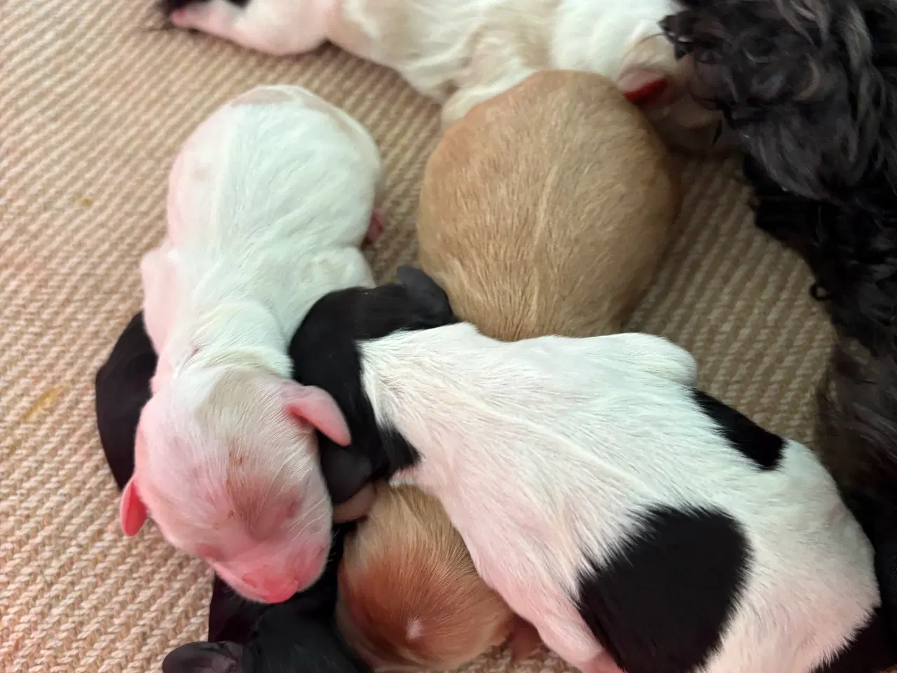 Billede 4 - Cavapoo hvalpe 