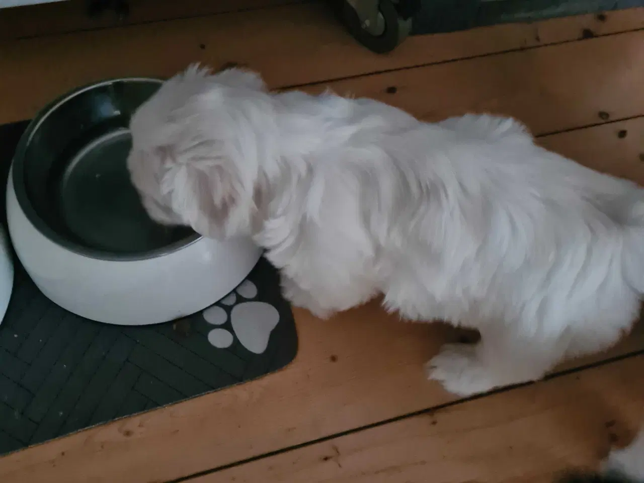 Billede 5 - Bichon havanais hvalp