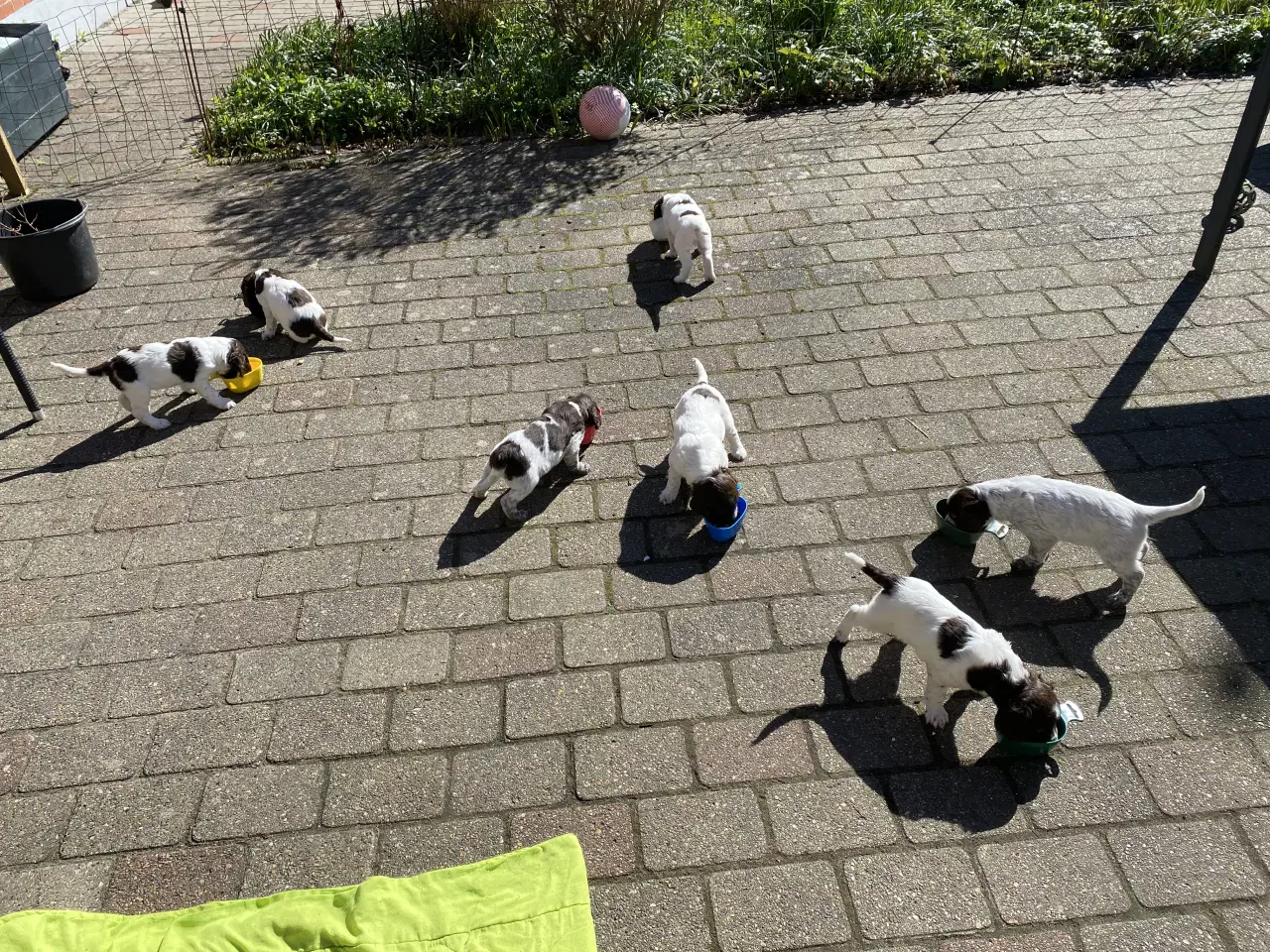 Billede 5 - Kleiner Munsterlænder - 2 hanhunde tilbage