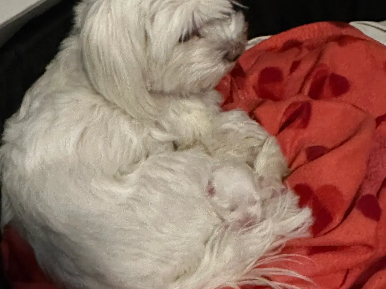 Billede 9 - Malteser hvalp 