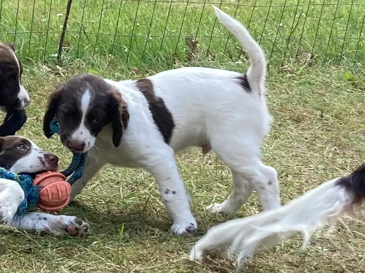 Billede 2 - Springer Spaniel Flytte klar Nu