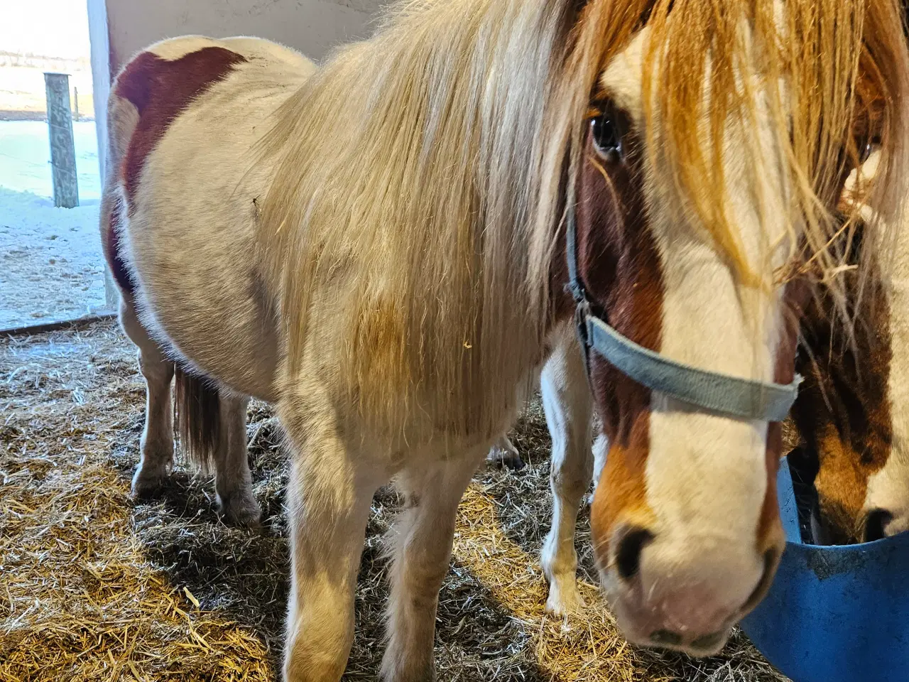 Billede 2 - Flot blanding på god størrelse