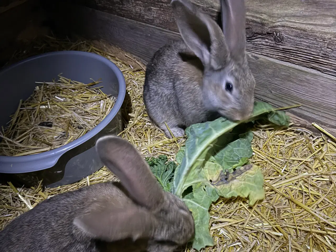 Billede 2 - Belgisk kæmper 