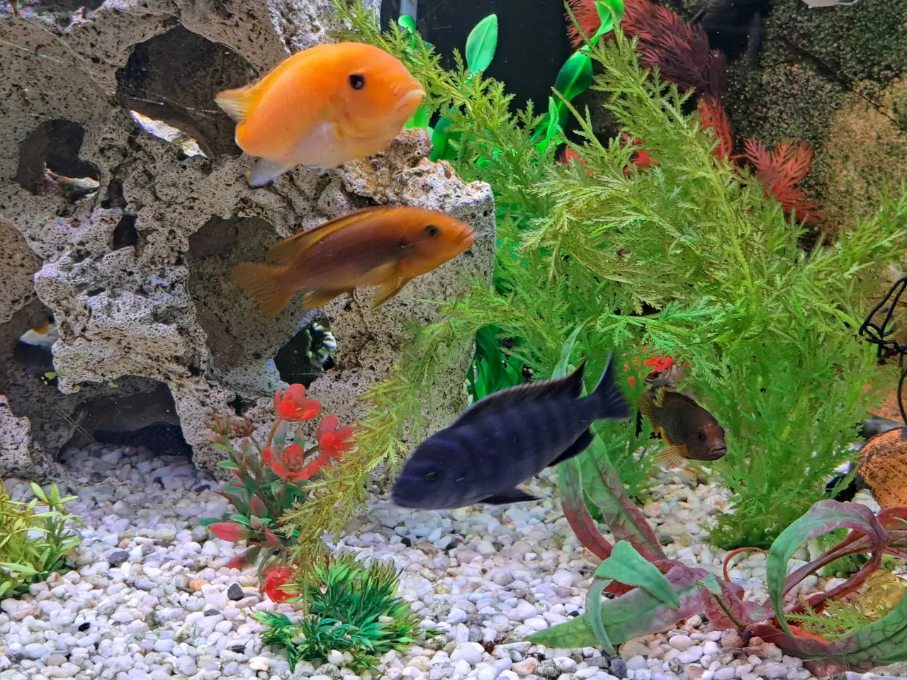 Billede 2 - Sort/blå stribet cichilide