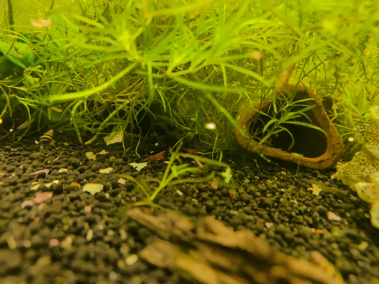 Billede 3 - Gubby, rejer, Helena snegle