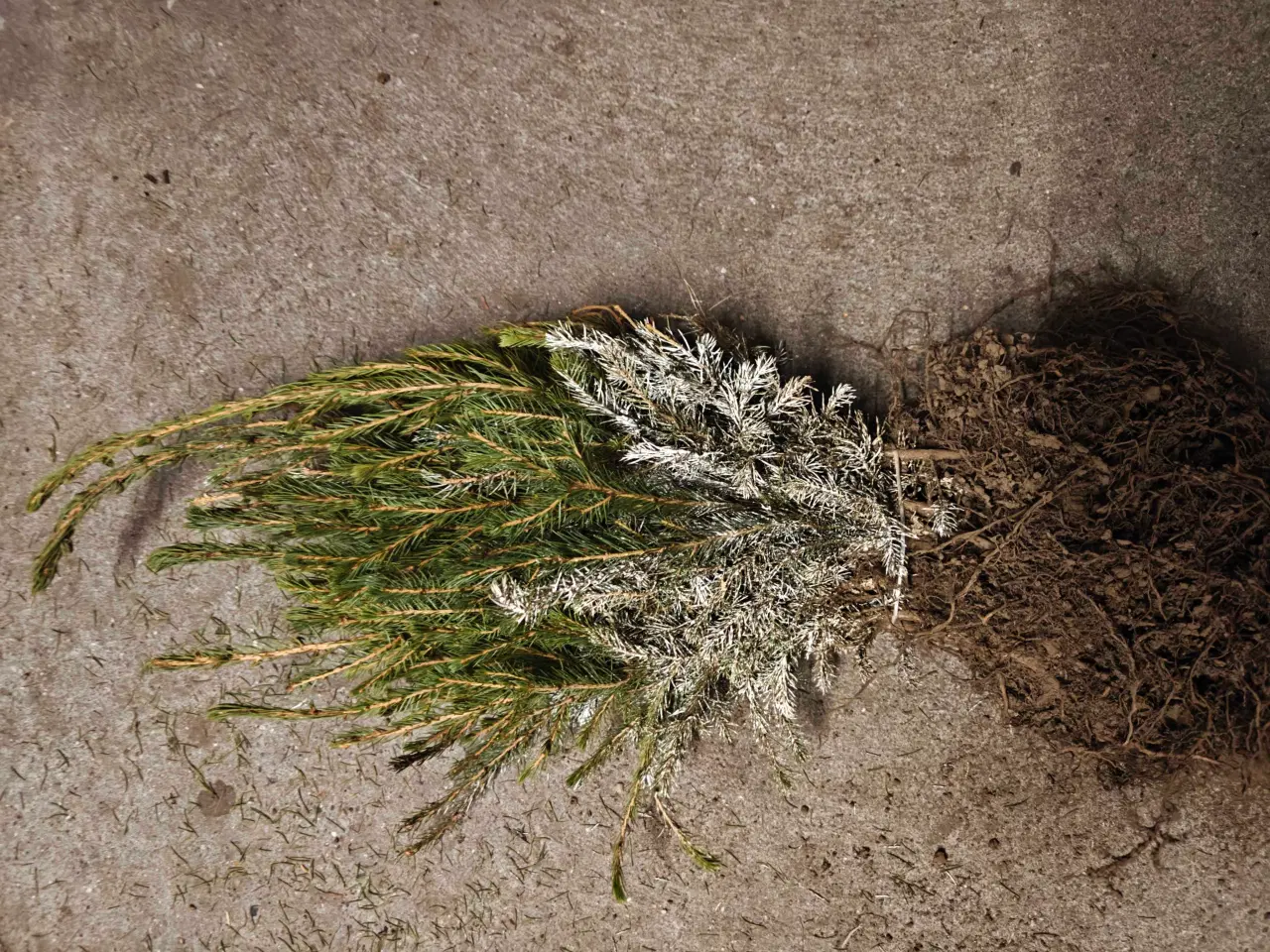 Billede 1 - Rødgran 