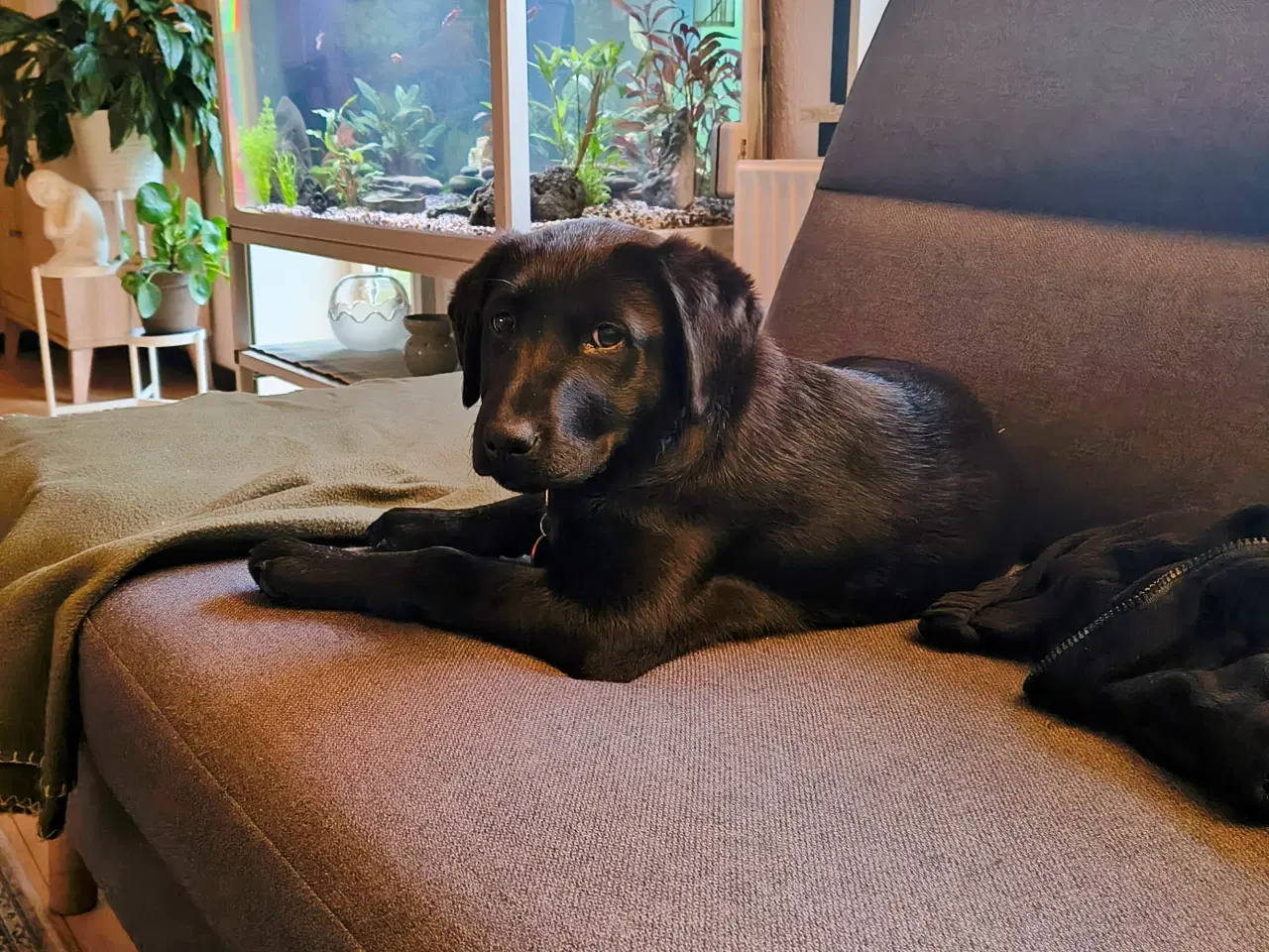 Billede 5 - Labrador Retriever 