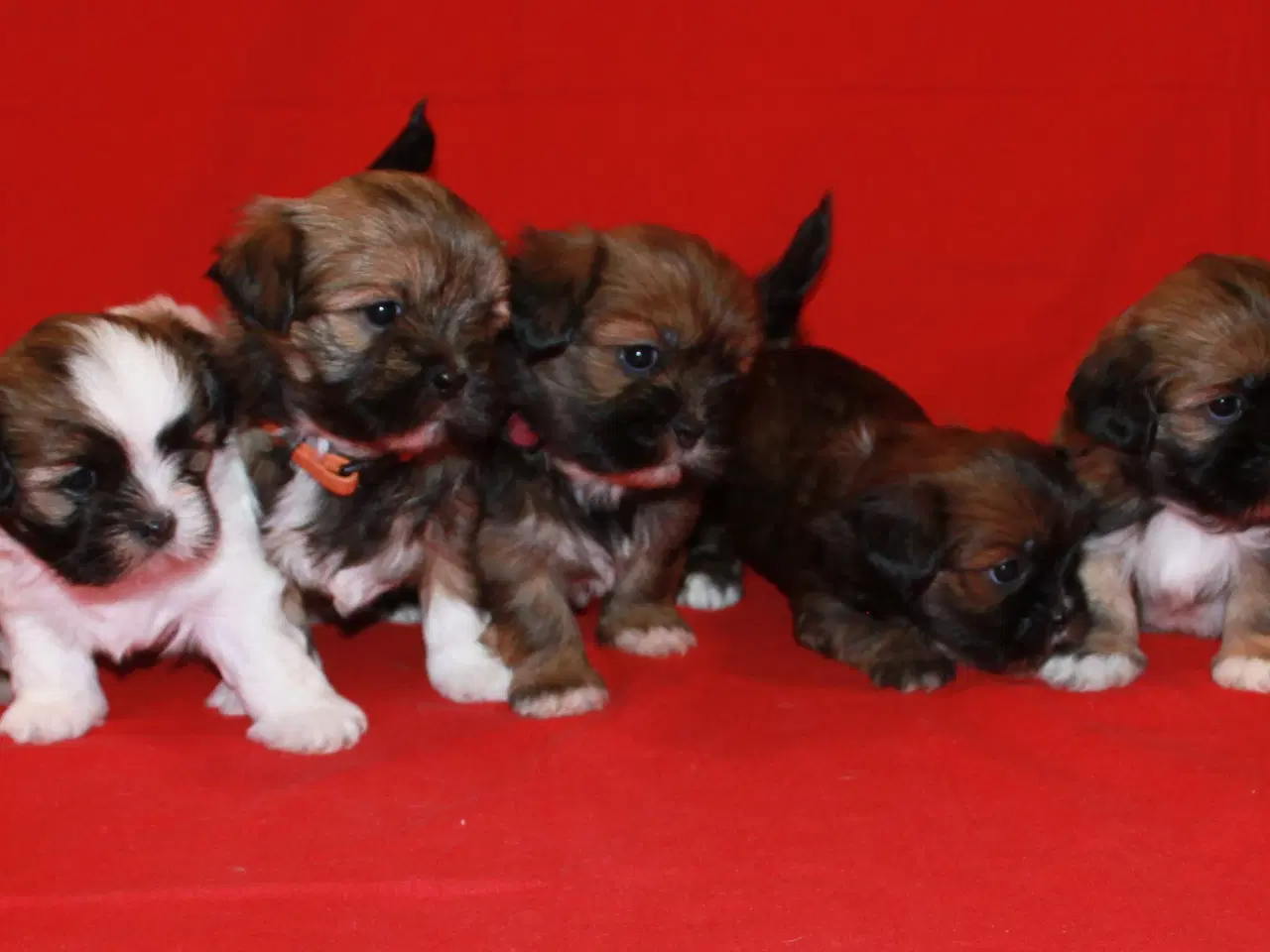 Billede 9 - Lhasa Apso hvalpe