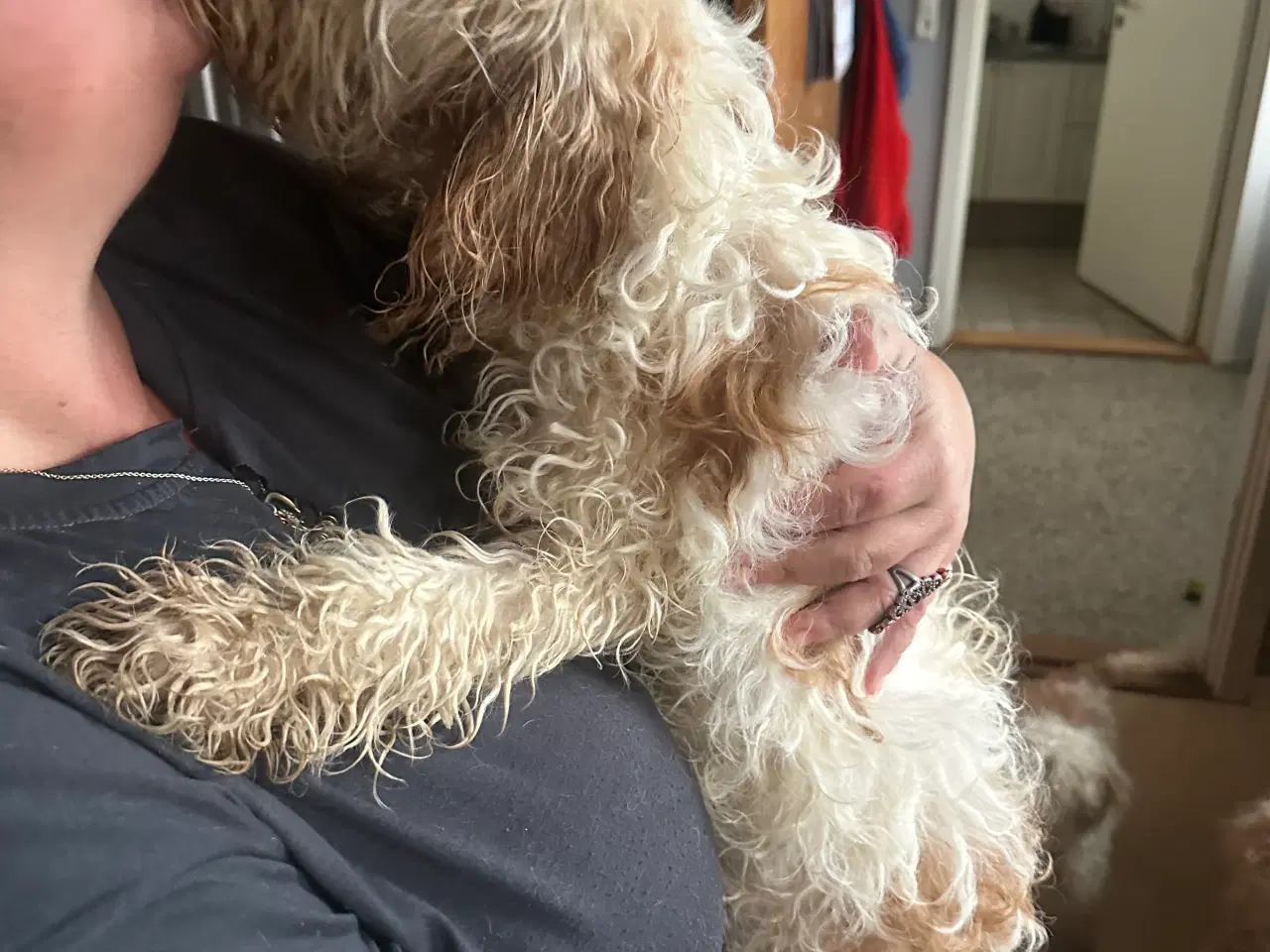 Billede 2 - Cockerpoo 