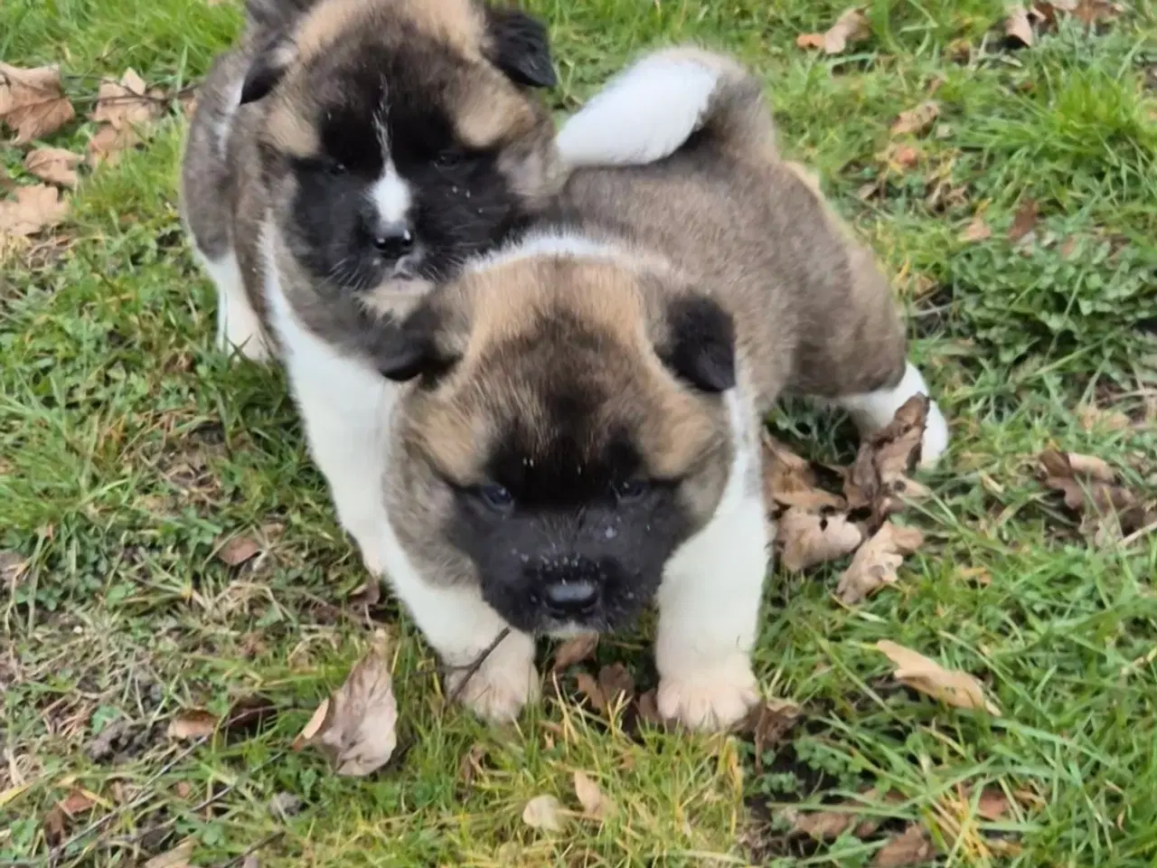 Billede 1 - American Akita hundehvalpe 