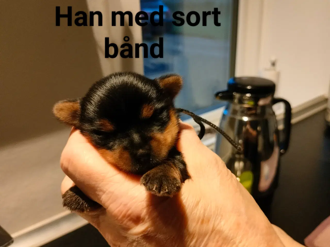 Billede 3 - Små søde Yorkshire Terrier hvalpe 