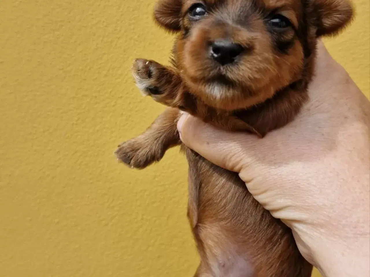 Billede 5 - Bichon Havanais hvalpe med DKK stamtavle