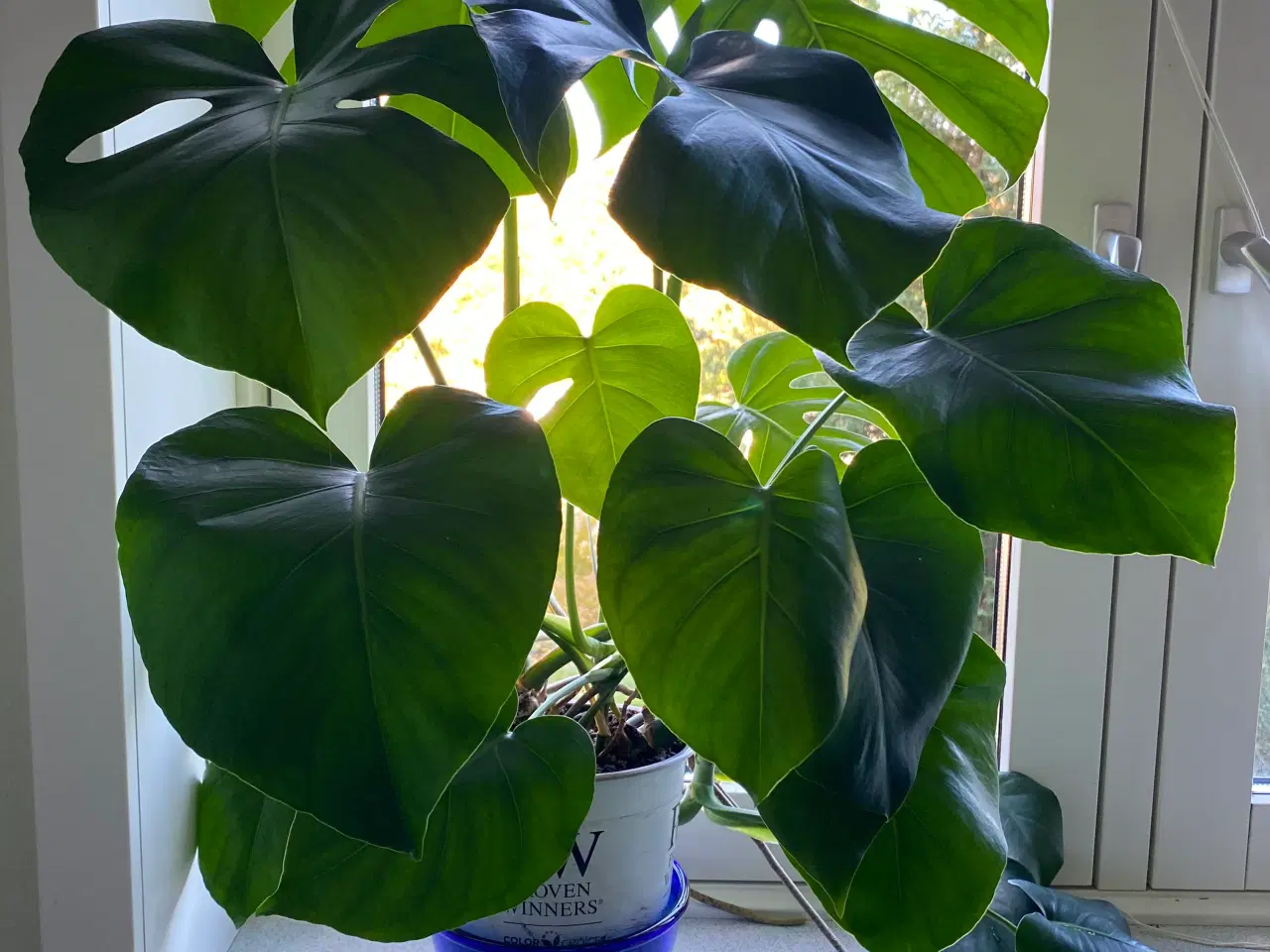 Billede 1 - Monstera