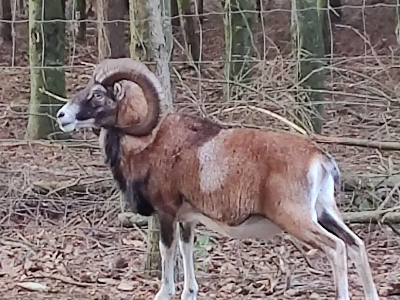 Billede 1 - Muflon vædder