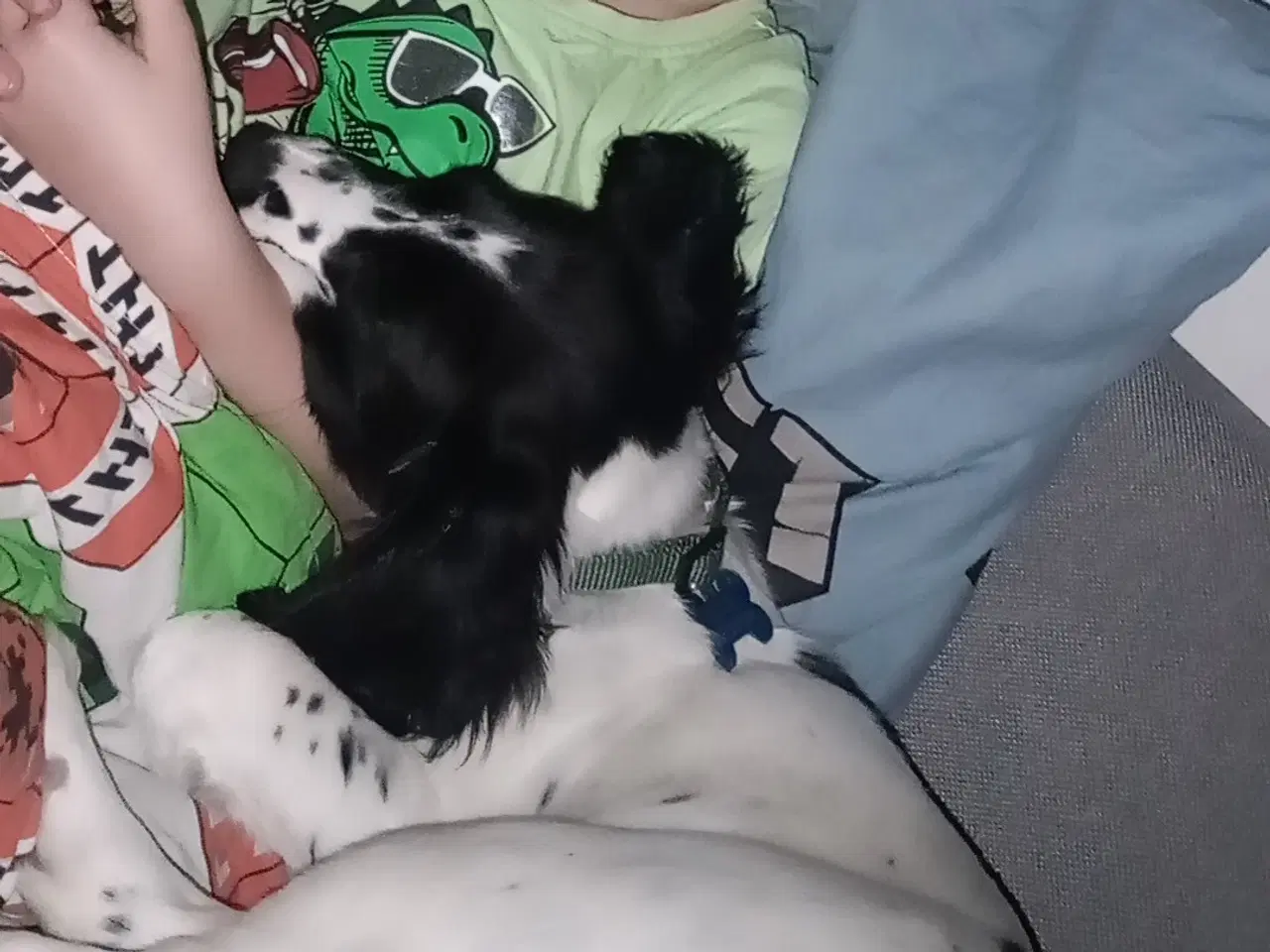 Billede 3 - Engelsk springer spaniel FT 