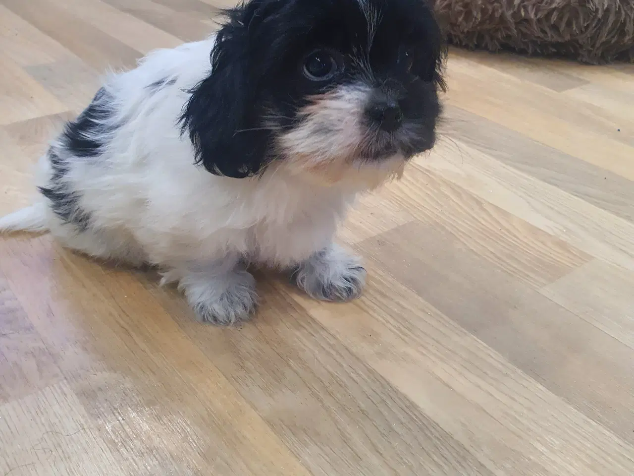 Billede 1 - Shih Tzu Hvalpe