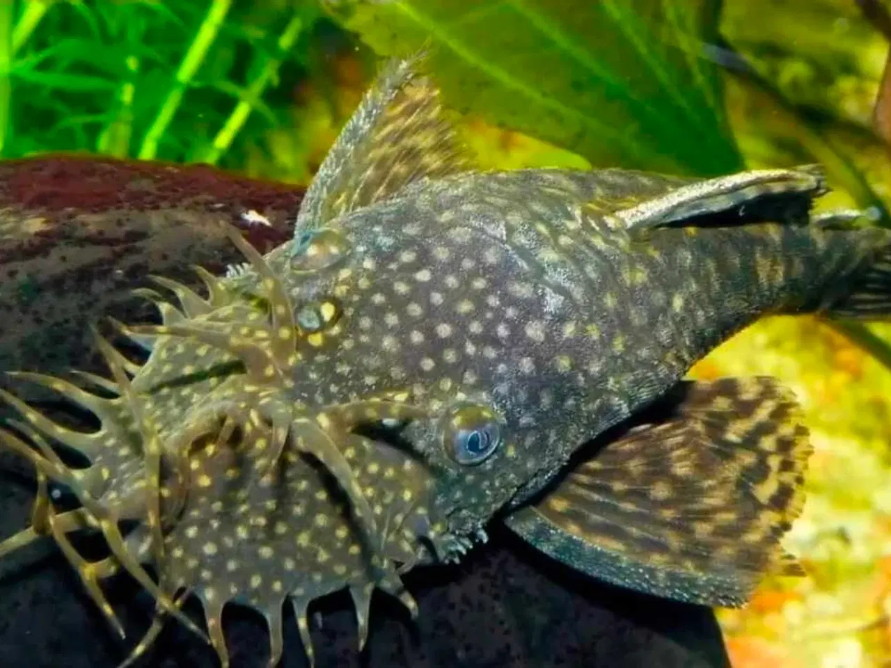 Billede 1 - ancistrus maller 